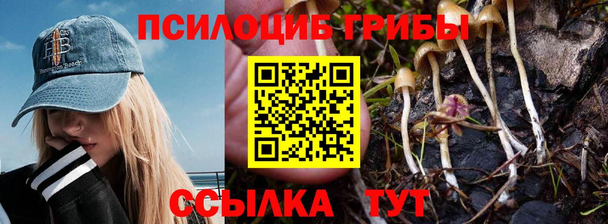 Псилоцибиновые грибы прущие грибы  Вход с VPN  Гусев 